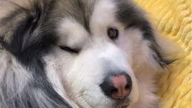 娱乐吃瓜酱柯基